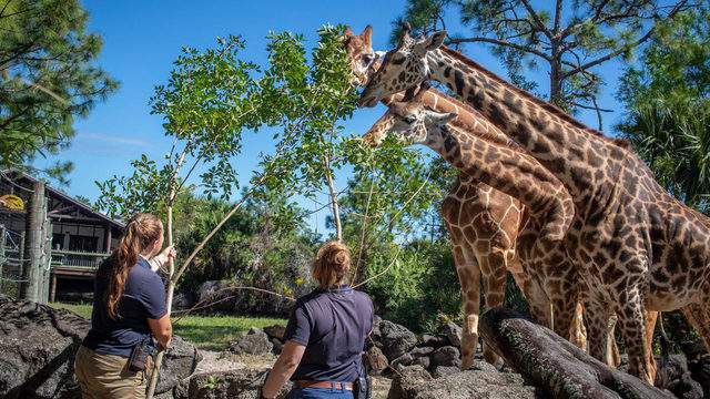 Brevard Zoo: A Closer Look at Conservation Efforts and Community Engagement