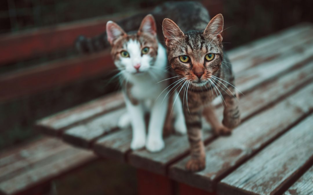 Keep Your Pets Healthy With Expert Care From Melbourne Animal Hospital