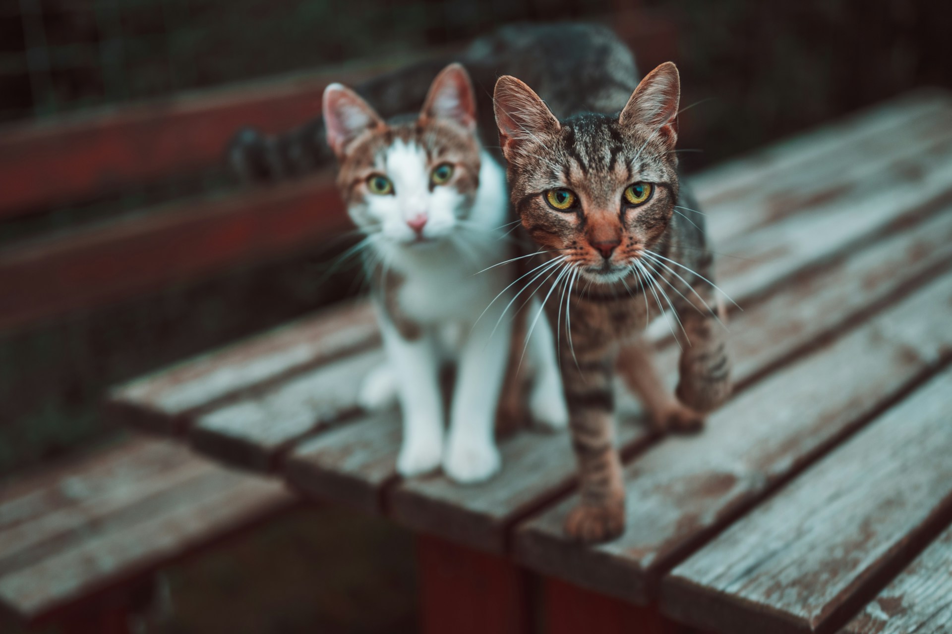 Keep Your Pets Healthy with Expert Care from Melbourne Animal Hospital on N Wickham Rd