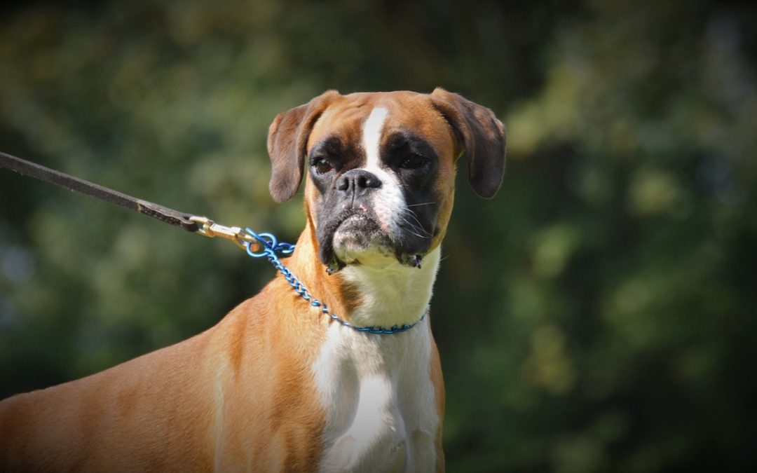 Woof Wag and Wiggle: Boxer Rescue’s Adoption Event