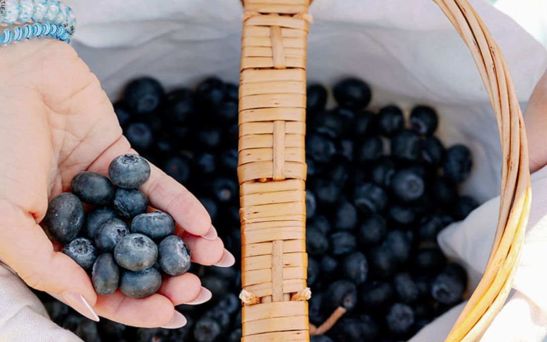 Apple Cider Donuts, Pumpkins, and Fire Pits: Southern Hill Farms Fall Fest
