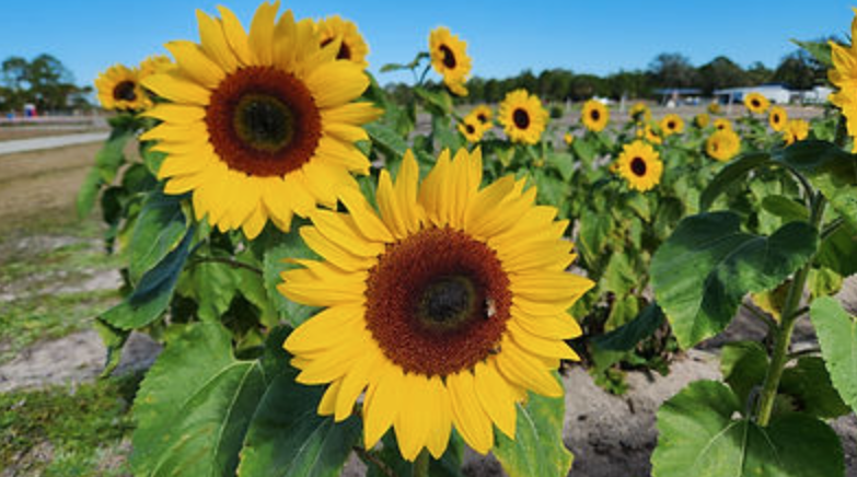 Harvest Happiness: U-Pick Flowers and Fall Festivities Begin