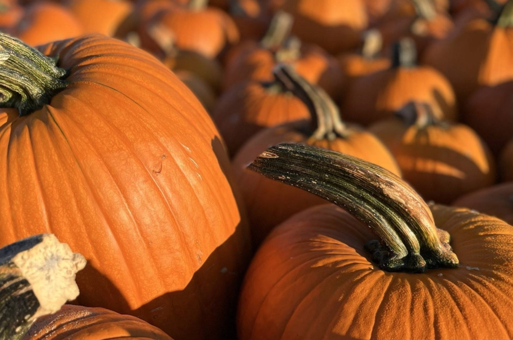 Experience Autumn’s Best: Pumpkin Patch Adventures Await