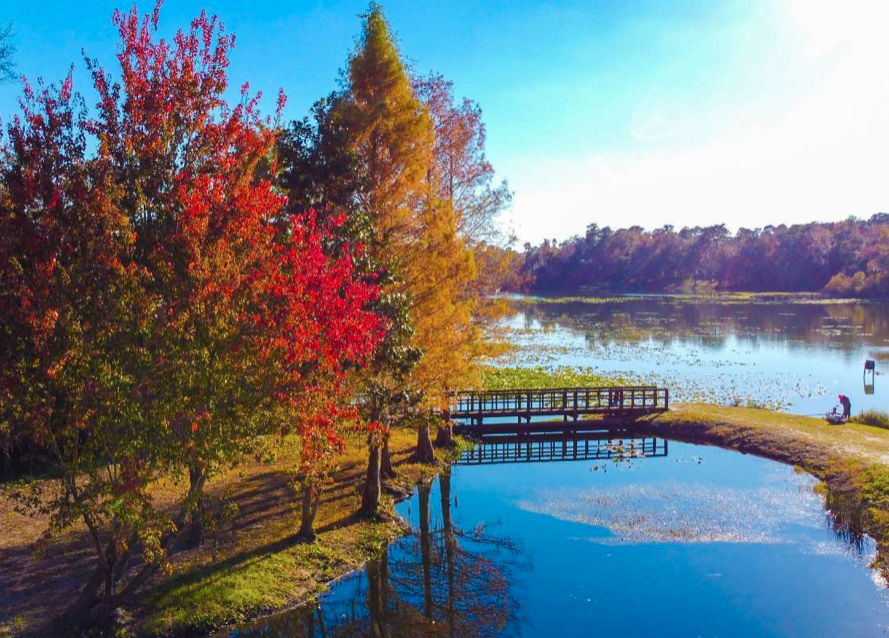 Chasing Colors: Where to Find Florida’s Fall Foliage